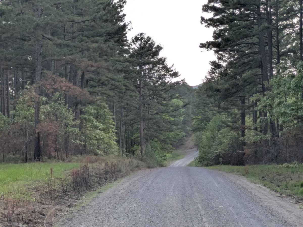 Scott Henderson Gulf Mountain WMA Access Road trail photo
