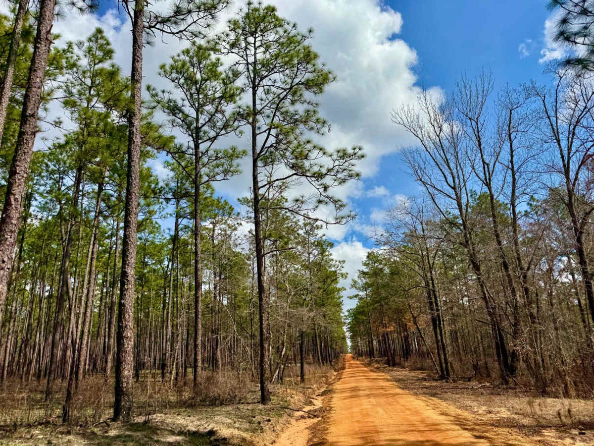 Miller Creek Road - FS 311 photo 5