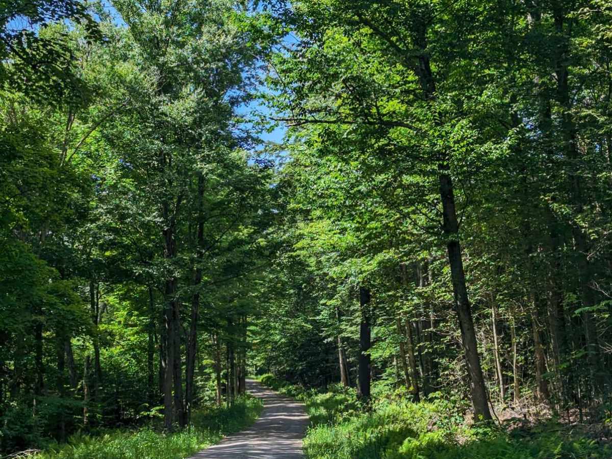 Loyalsock Road photo 3