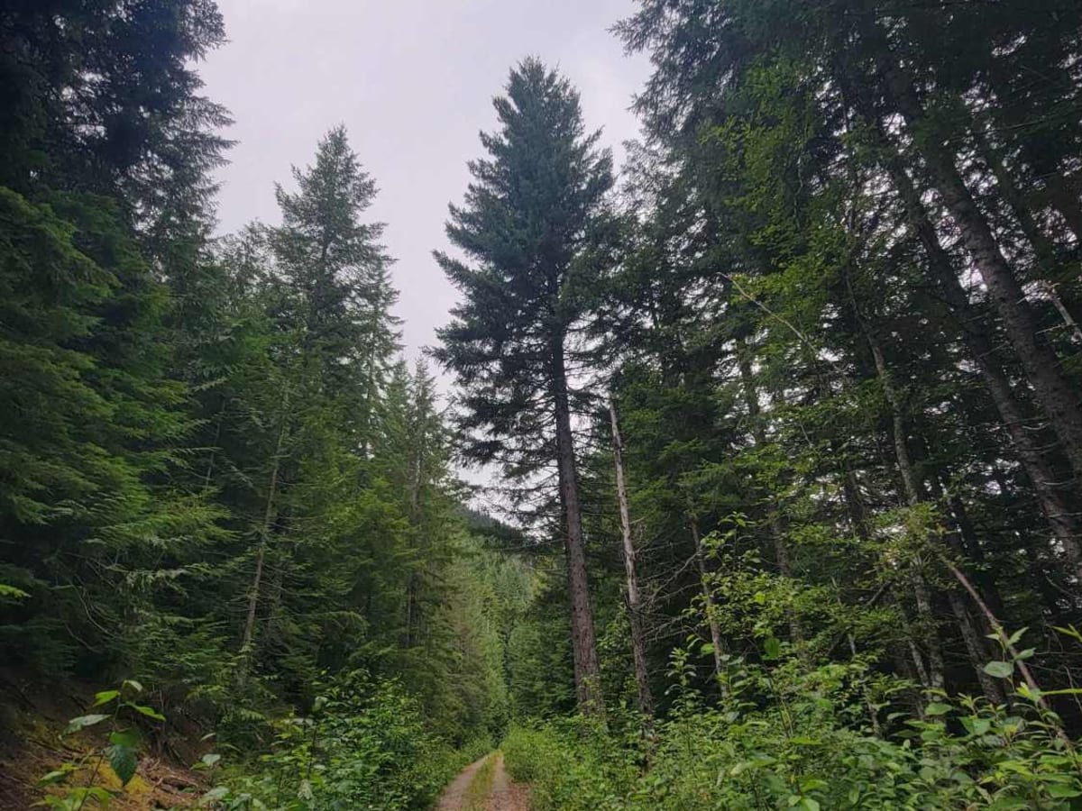 West Mesatchee photo 4
