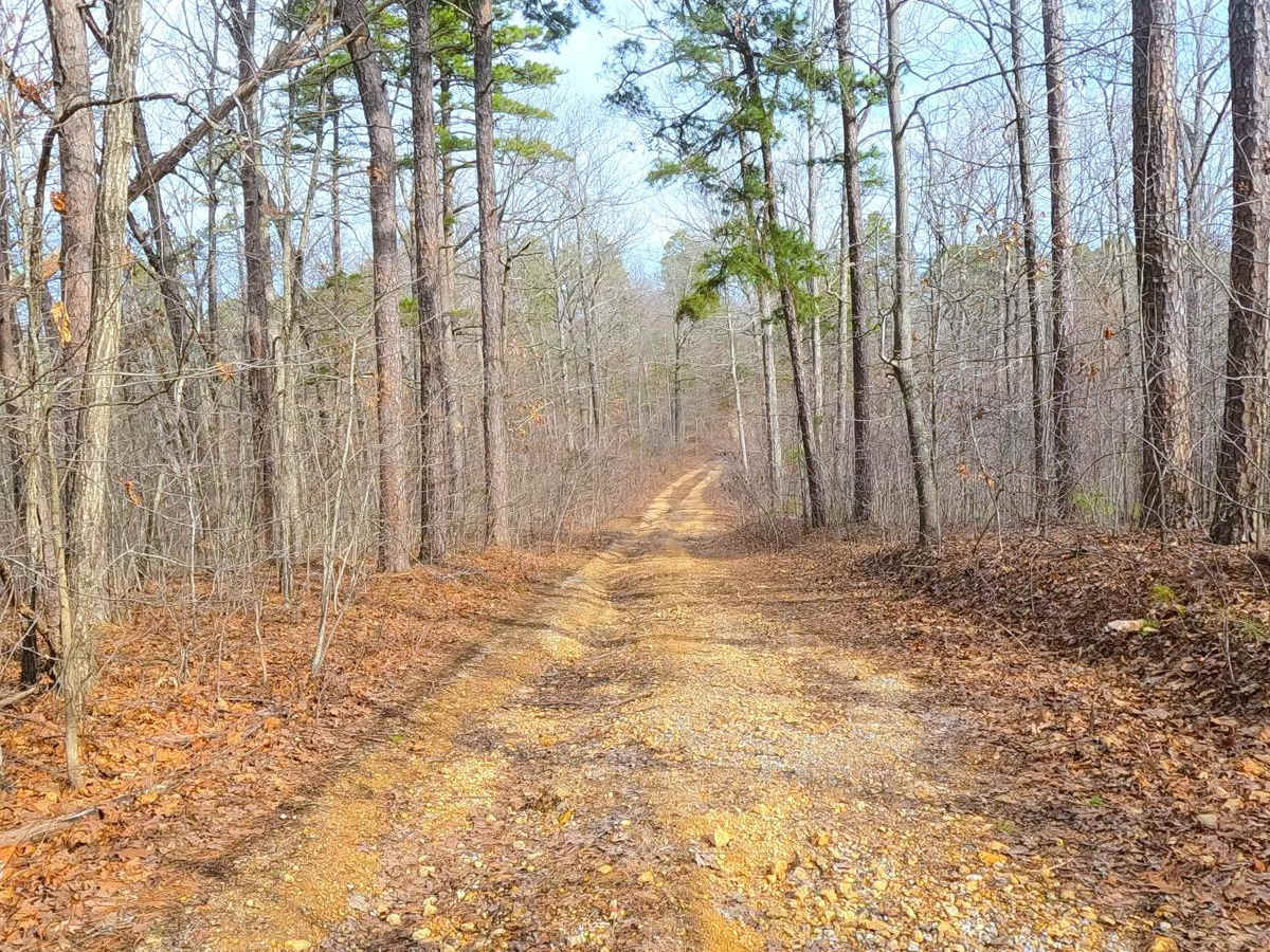 Trace Branch - FS 2225 photo 3