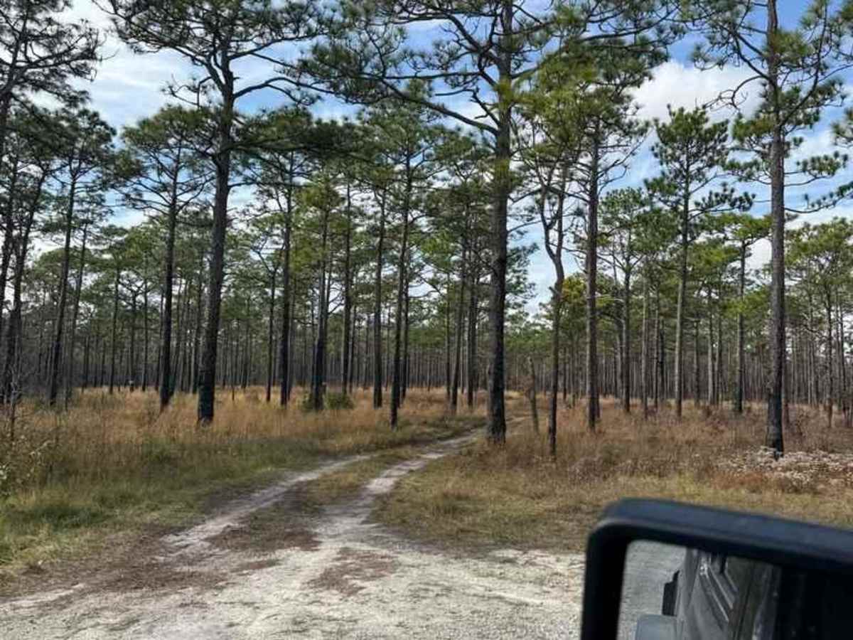 Bogue Road photo 5