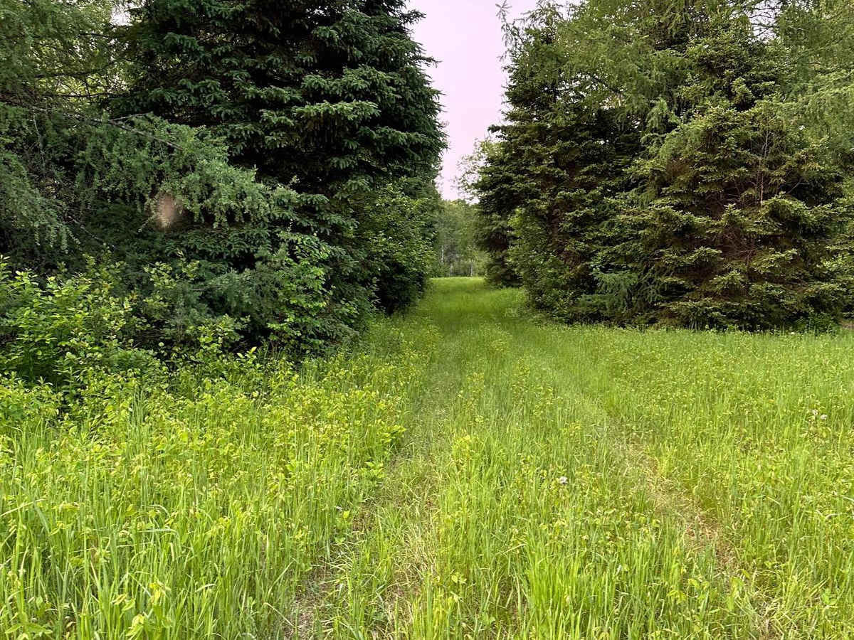 Michaud Woods trail photo