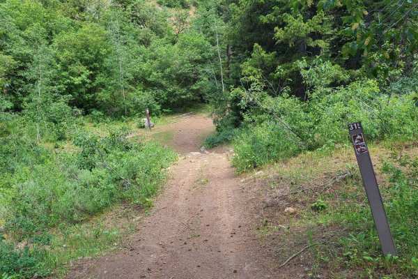 Litz Basin