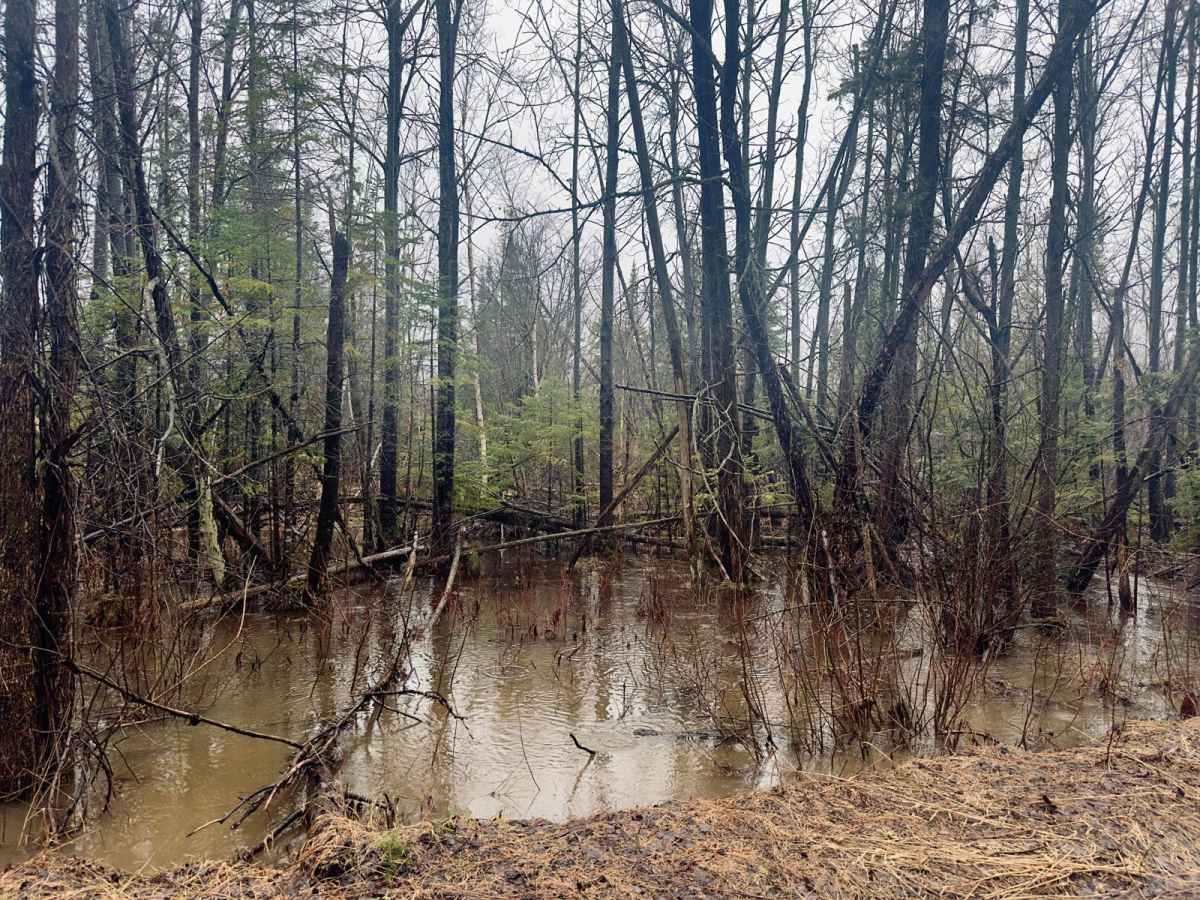Cedar Creek Rd photo 3