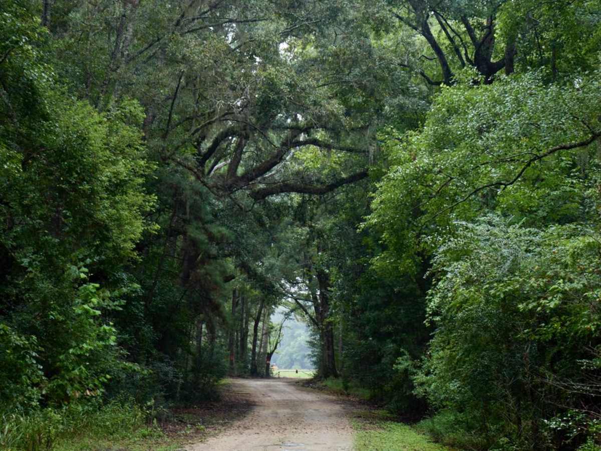 Bonneau Ferry WMA - Rice Hope Plantation photo 2