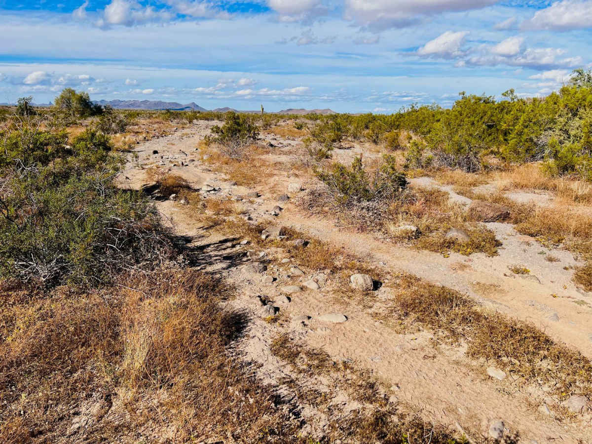 Secret Saguaro Forest photo 6