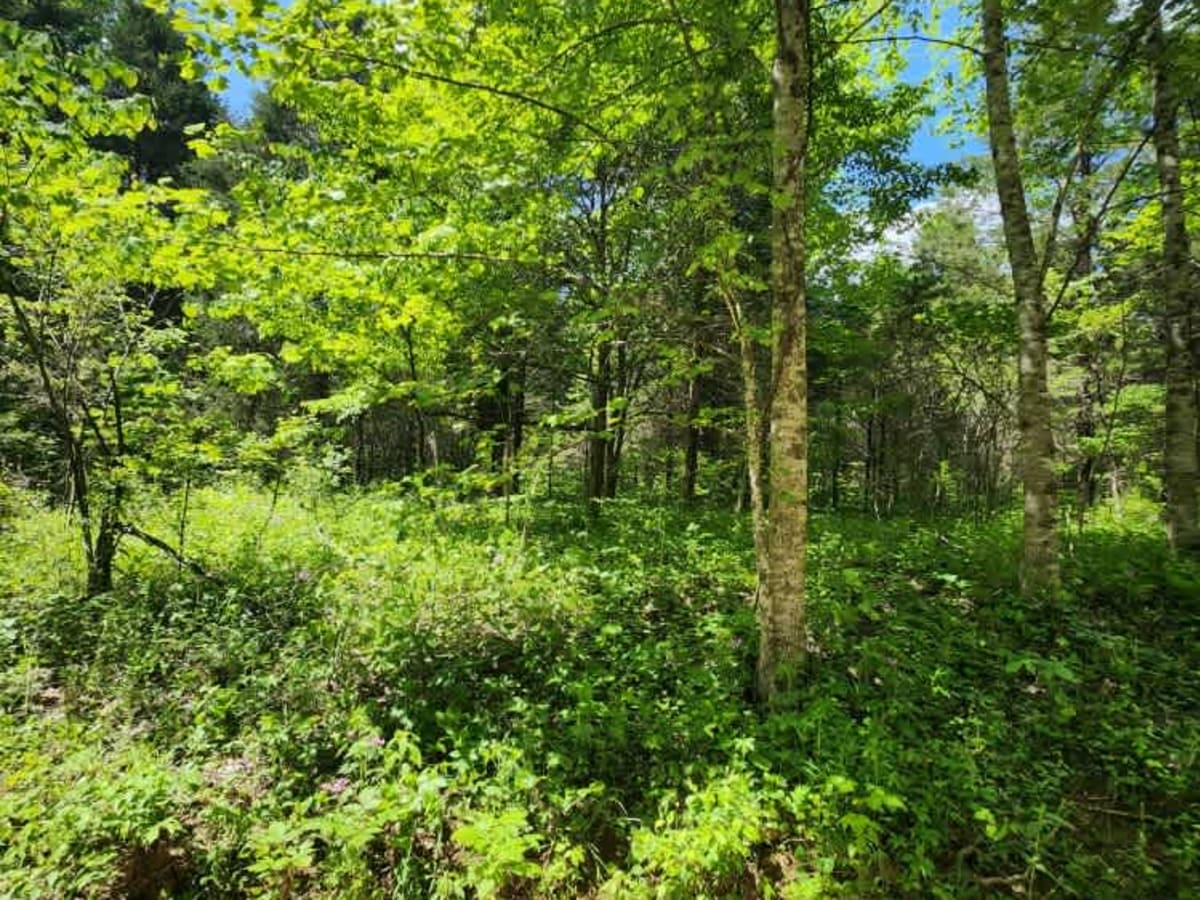 Abner Run Road photo 5