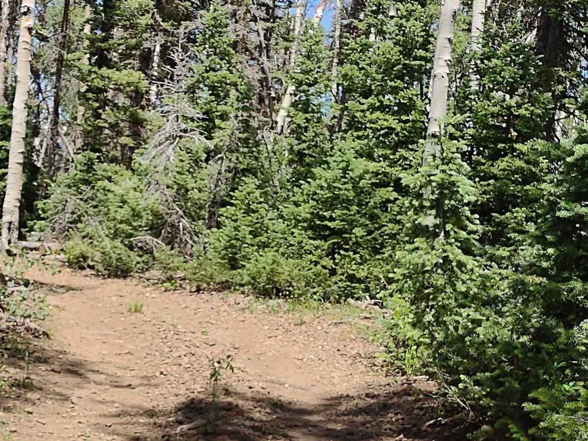 The Ugly, The Bad, and The Good (FS 40630/Dry Hollow/Trail ID 70) photo 4