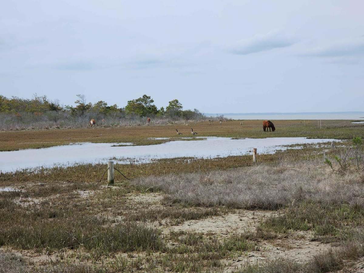 Assateague Island OSV photo 4