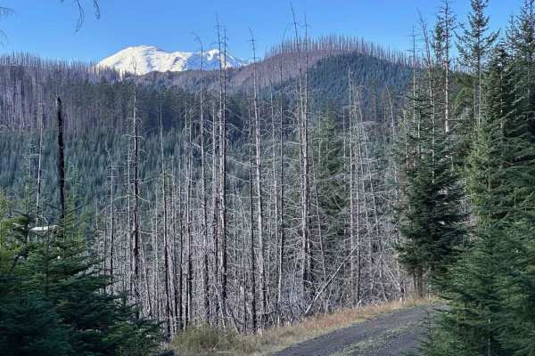 Forest Lake Rd 7222