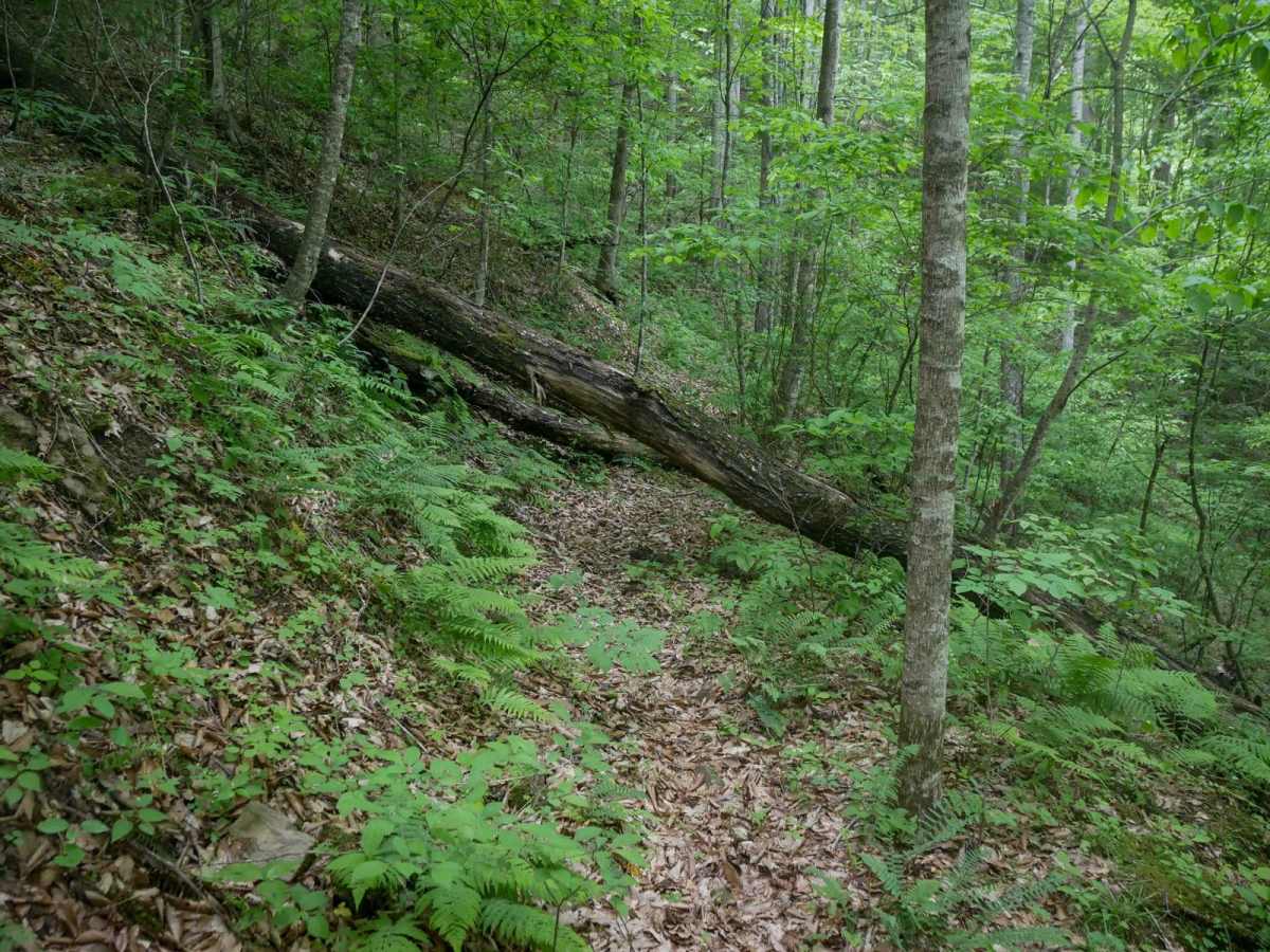 MV903 trail photo