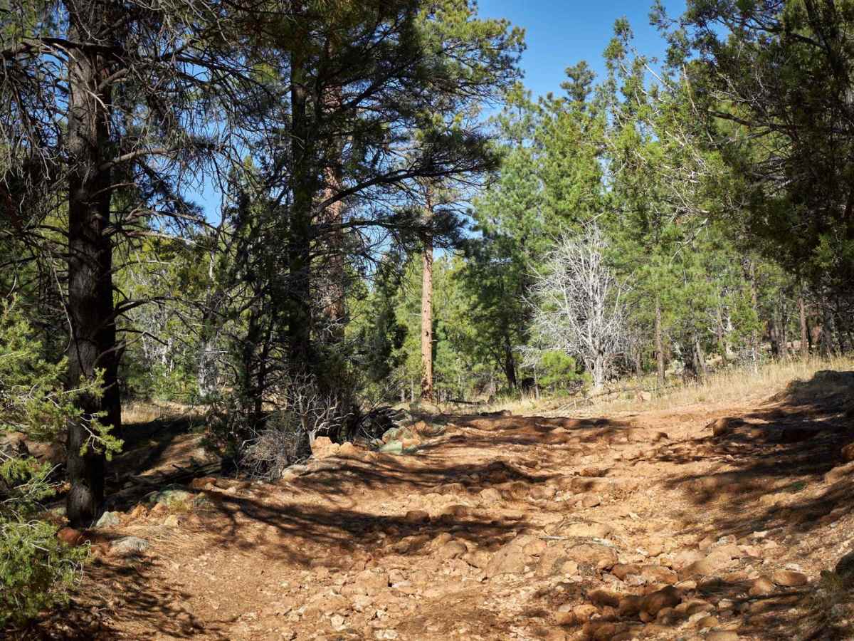 Rim Trail - FSR 310 photo 3