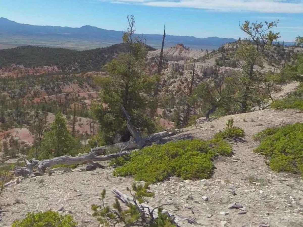 Peterson Point-NFR30697 trail photo