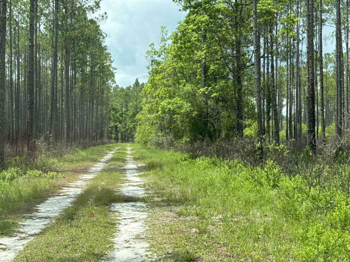 Camp Loop Road photo 5