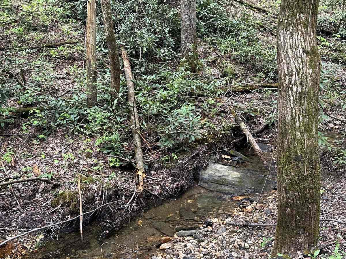 Cane Creek Road - FS 57 photo 3