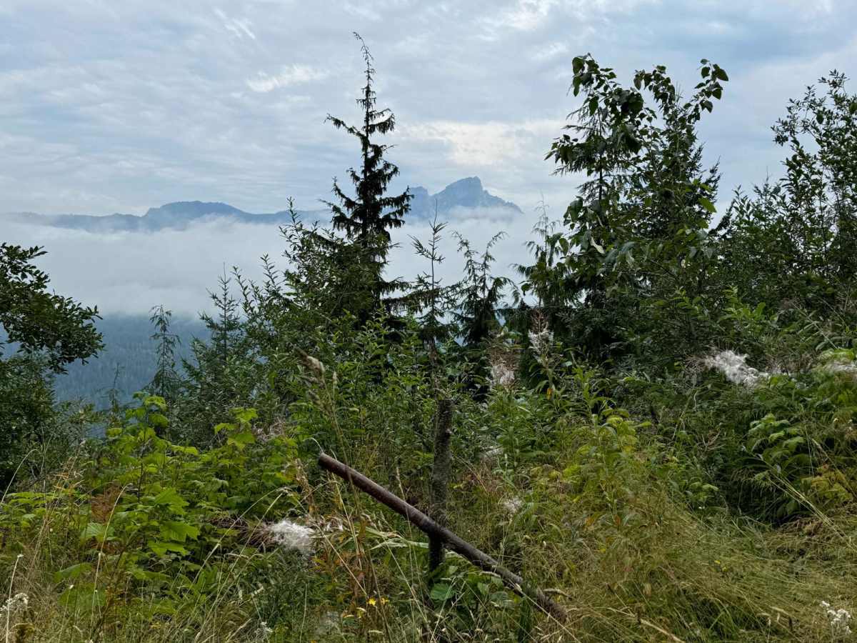 Murphy Creek trail photo