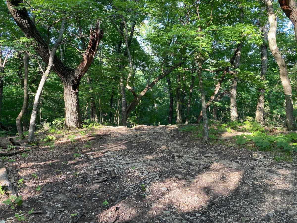 Ted's Hill photo 3
