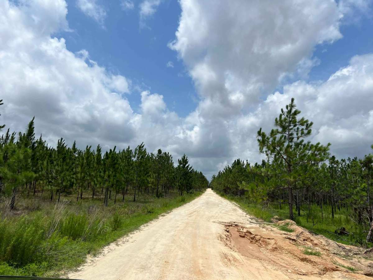 Citrus Wildlife Management | Trail 13 photo 6
