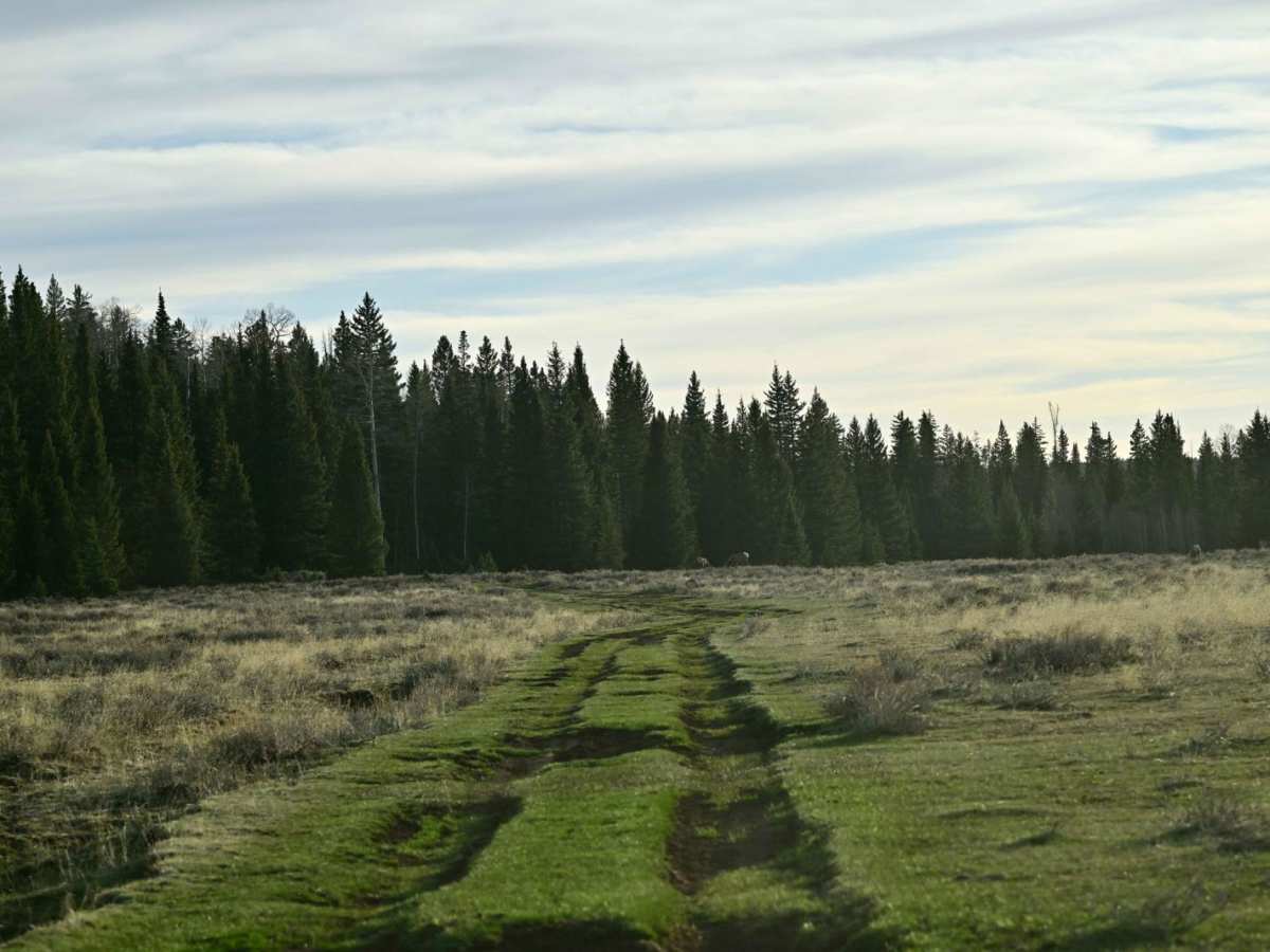 Alternate GWT - FR129 trail photo