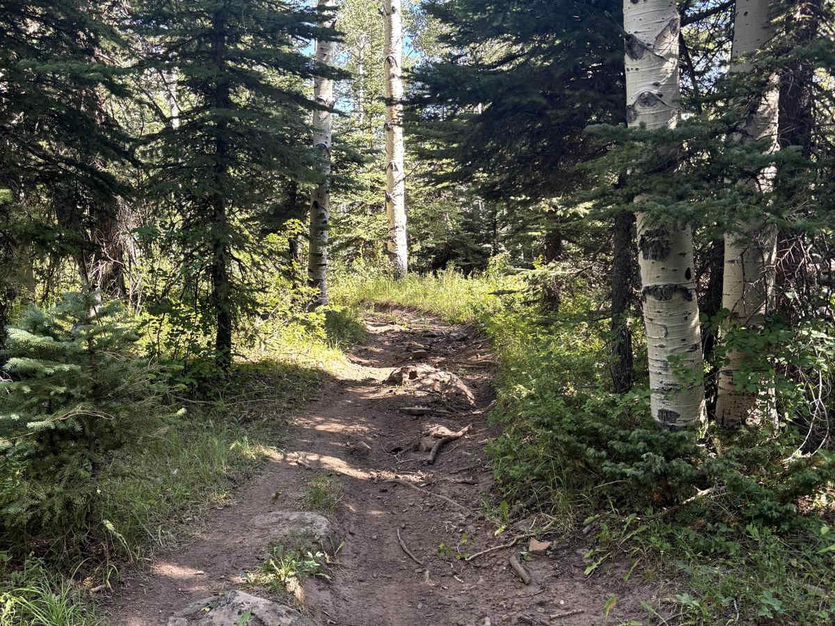 Buck Trail photo 4