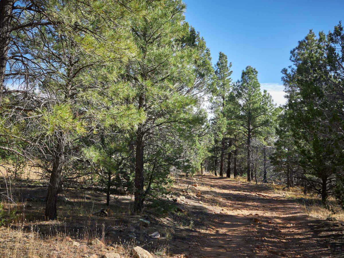 Rim Trail - FSR 310 photo 5
