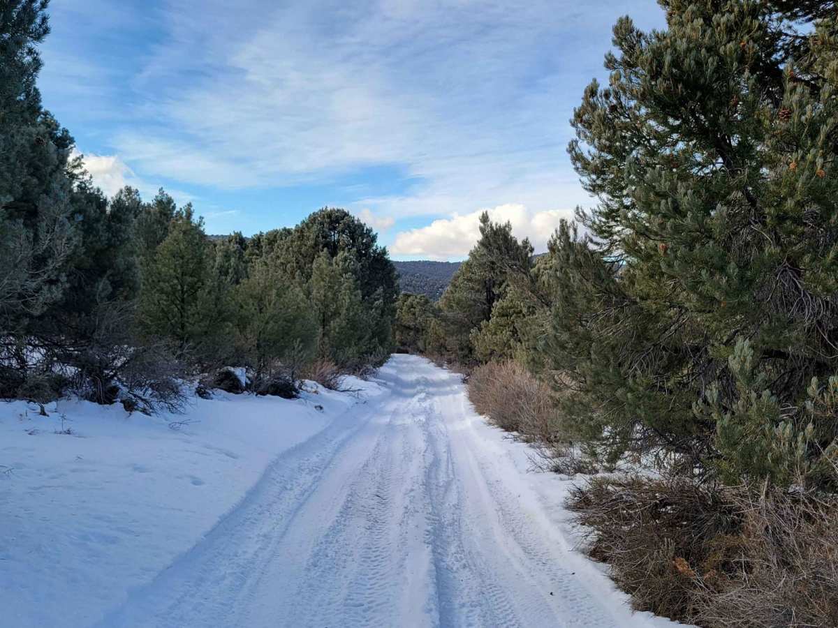 Big Buck Meadows Trail photo 5