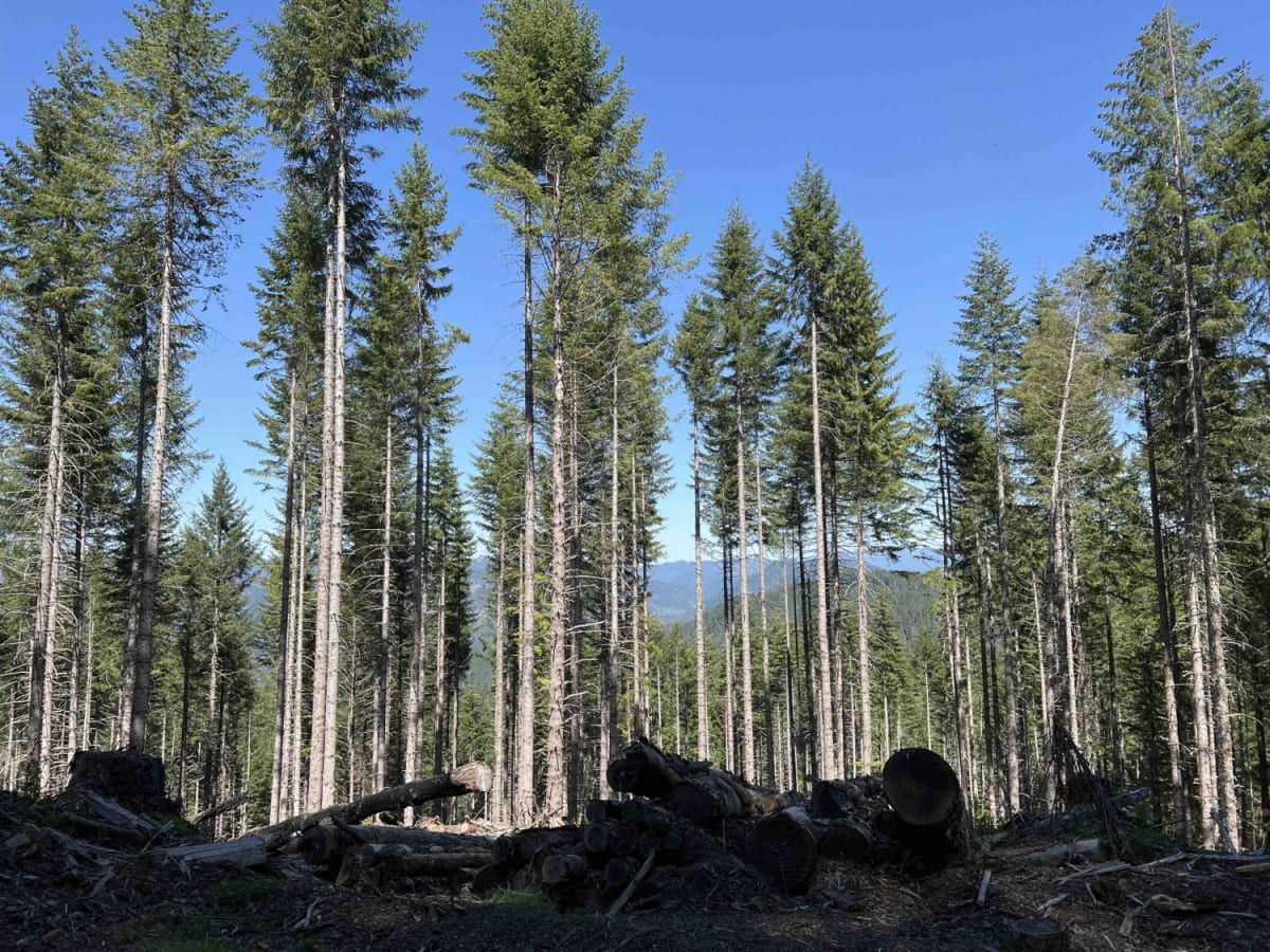 Timber Butte photo 4
