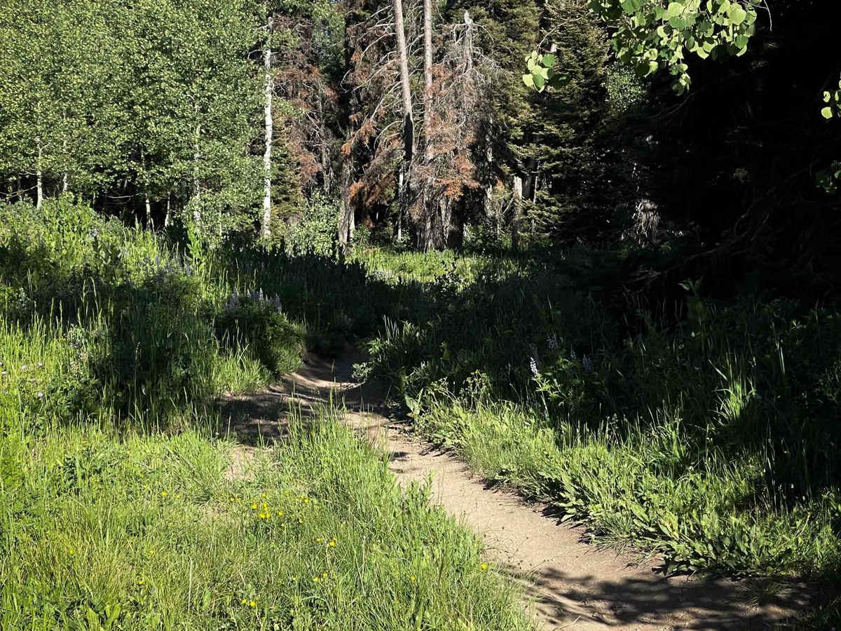 Drake Creek photo 6