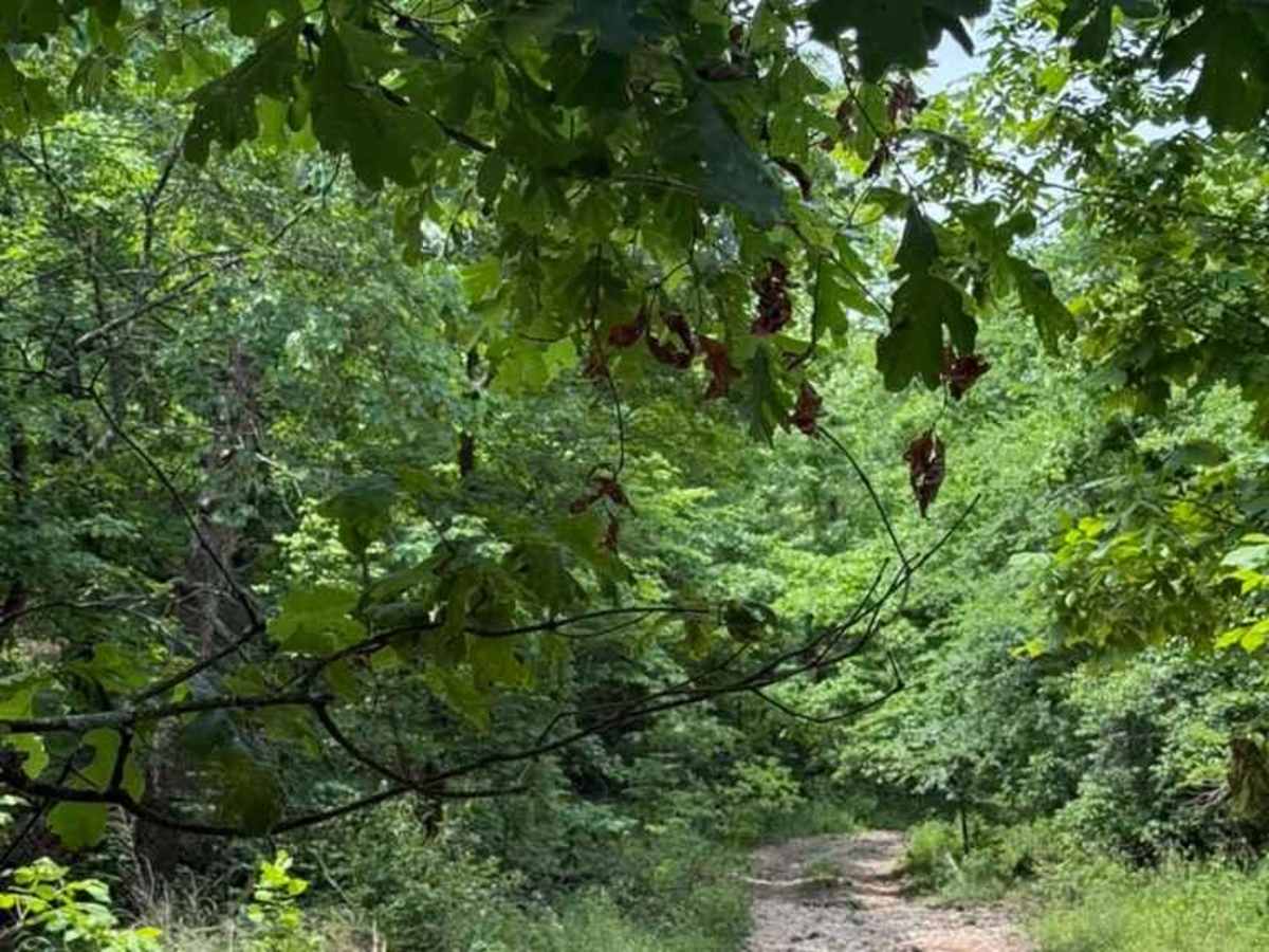 Shane's Trail photo 3