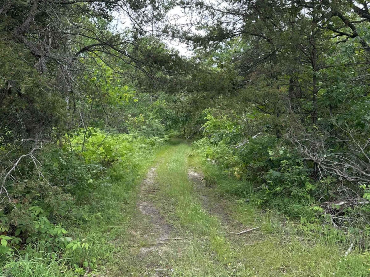 LP 9 to Sinkholes trail photo