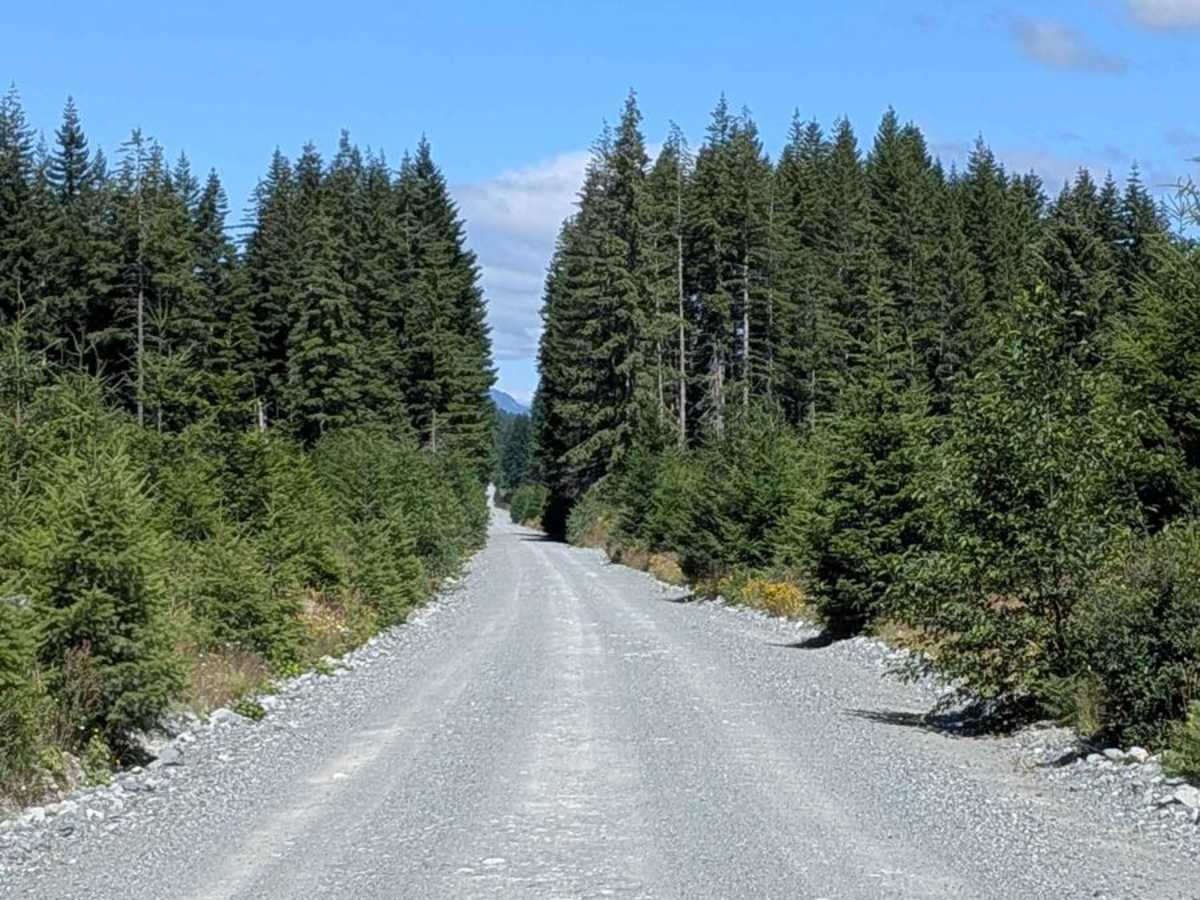 Nimpkish Main South trail photo