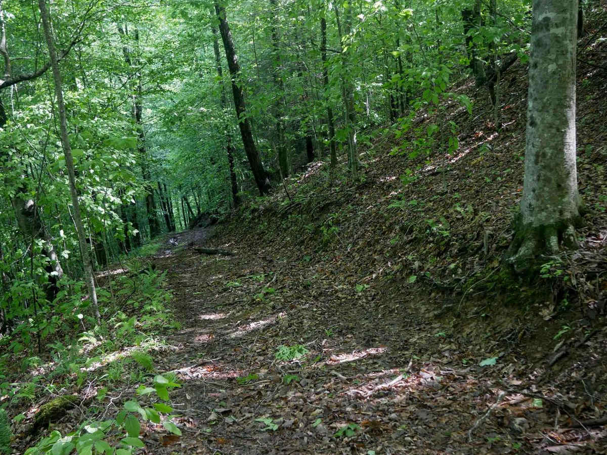 CC88 photo 5