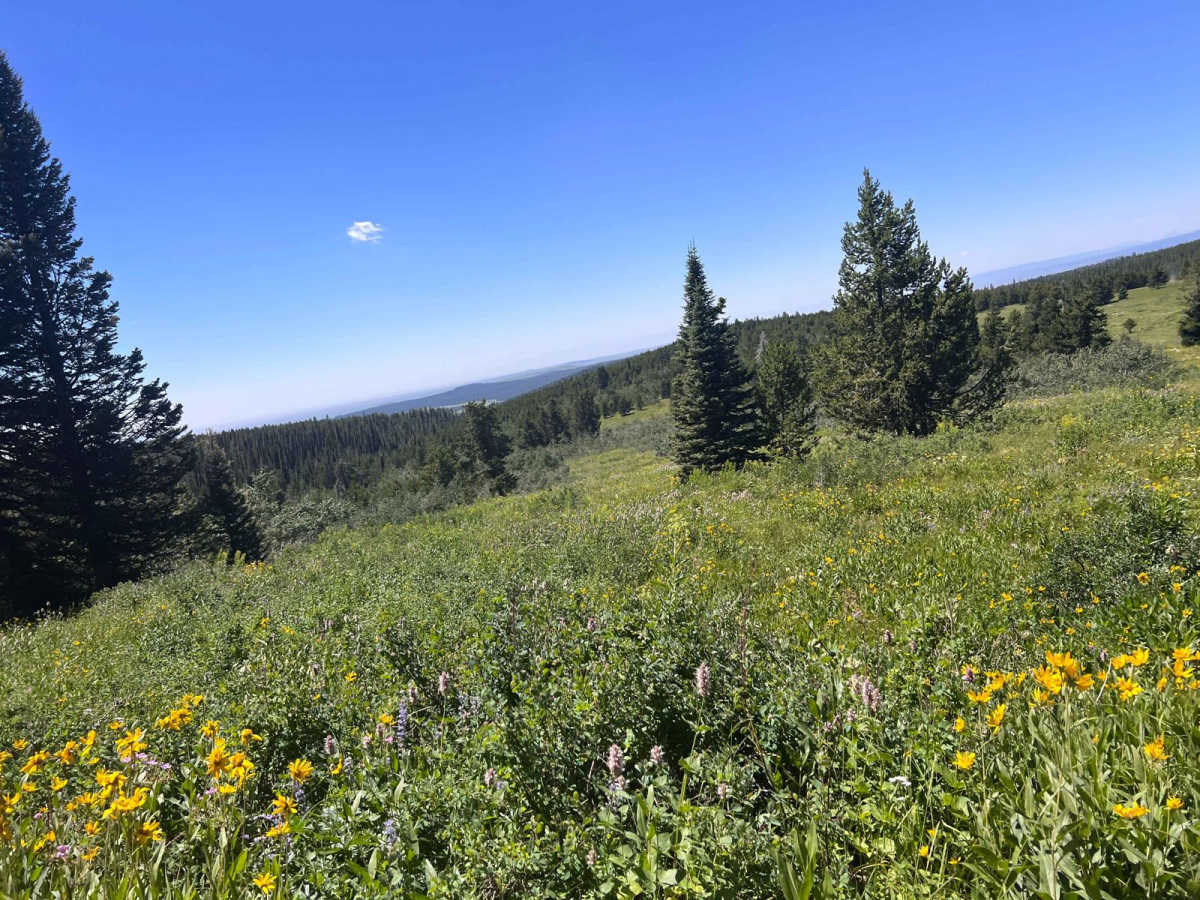 Bishop Mountain Road (20120) photo 5
