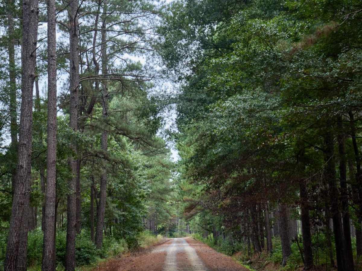 Bonneau Ferry WMA - Perimeter Loop - Alternative photo 3