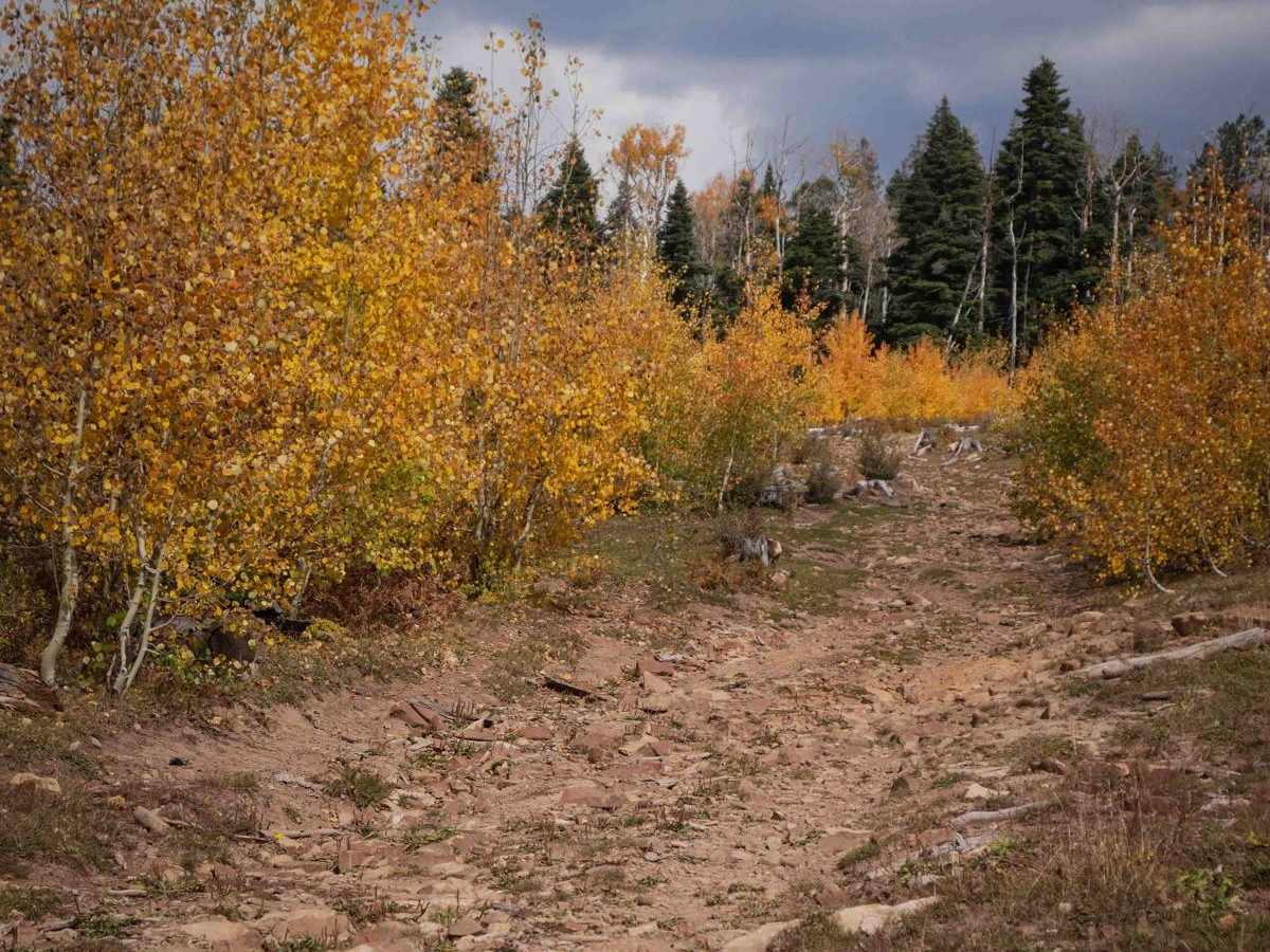 Moonlick Connect trail photo