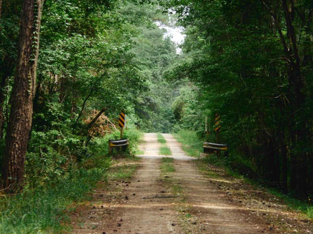Francis Marion Forest - FSR 151 trail photo