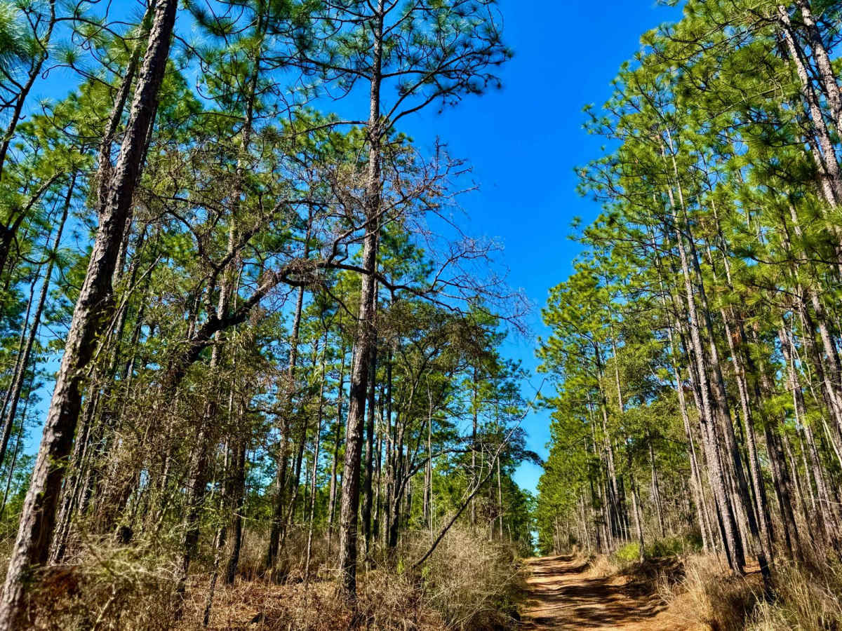 Florida State R53 photo 3