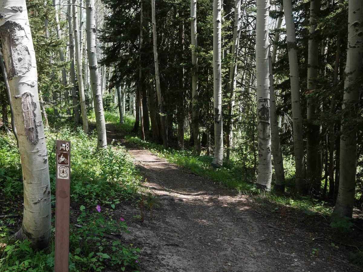North Wilson #3348 trail photo