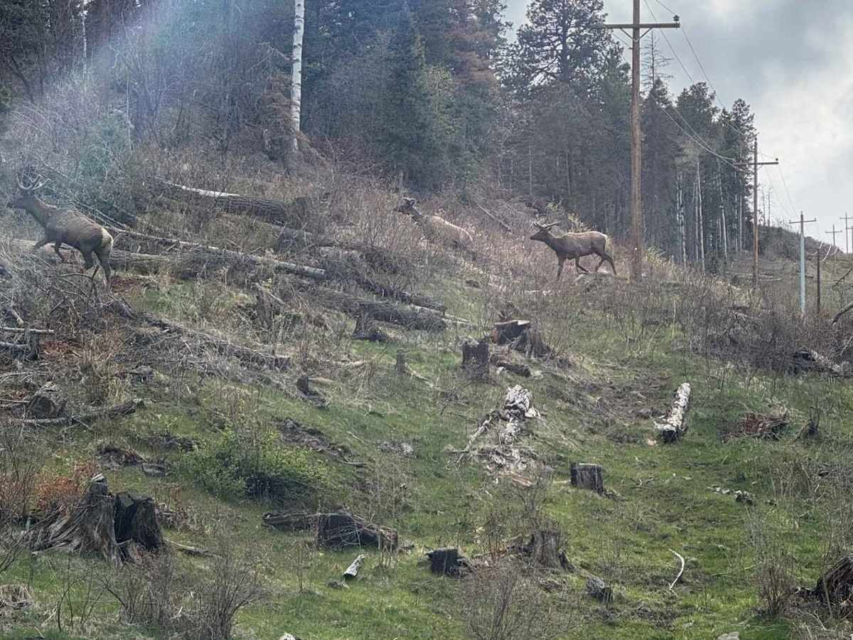 Bear Springs Road Continued photo 6