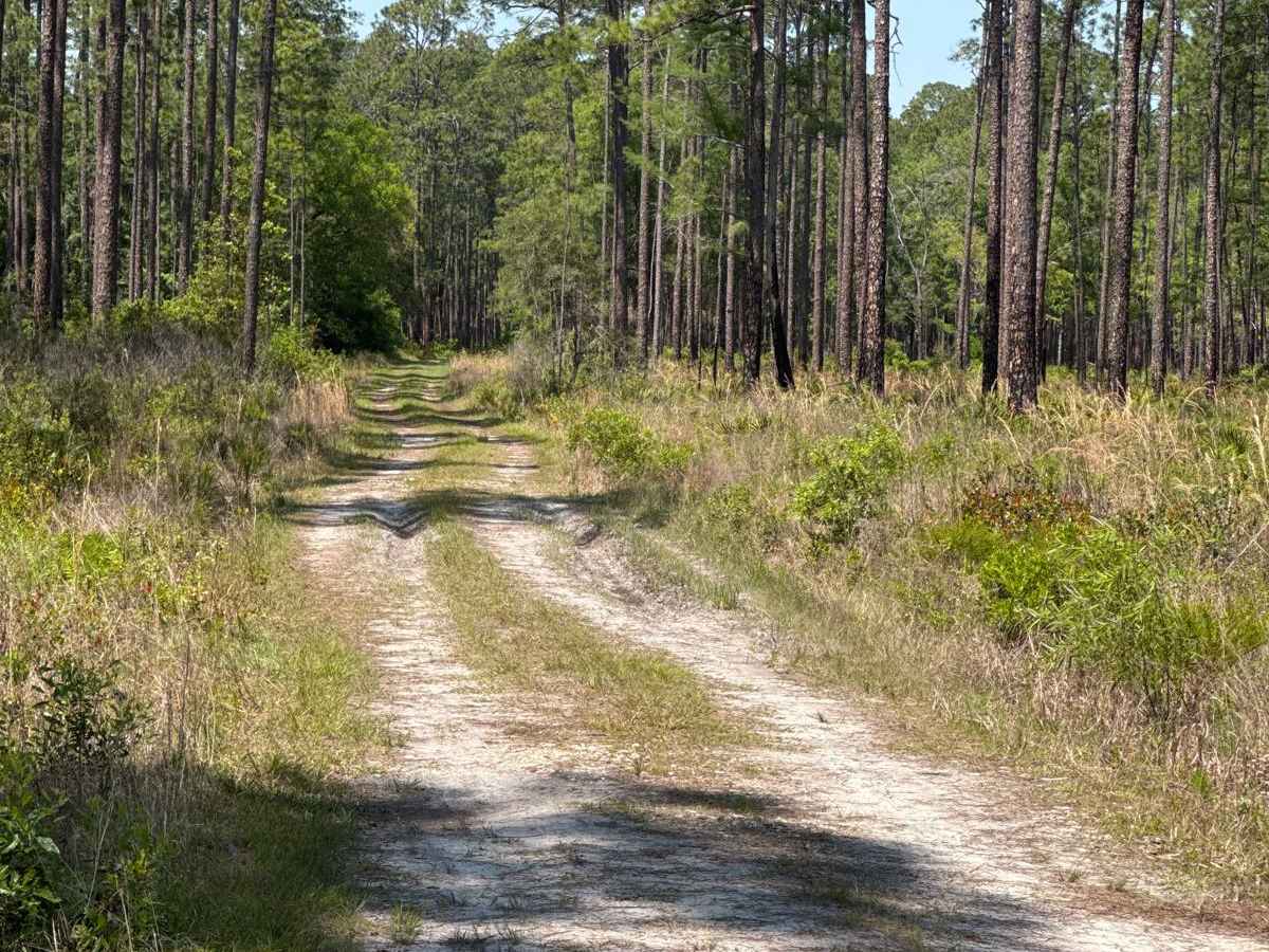 Cline - Osceola NF 286 trail photo