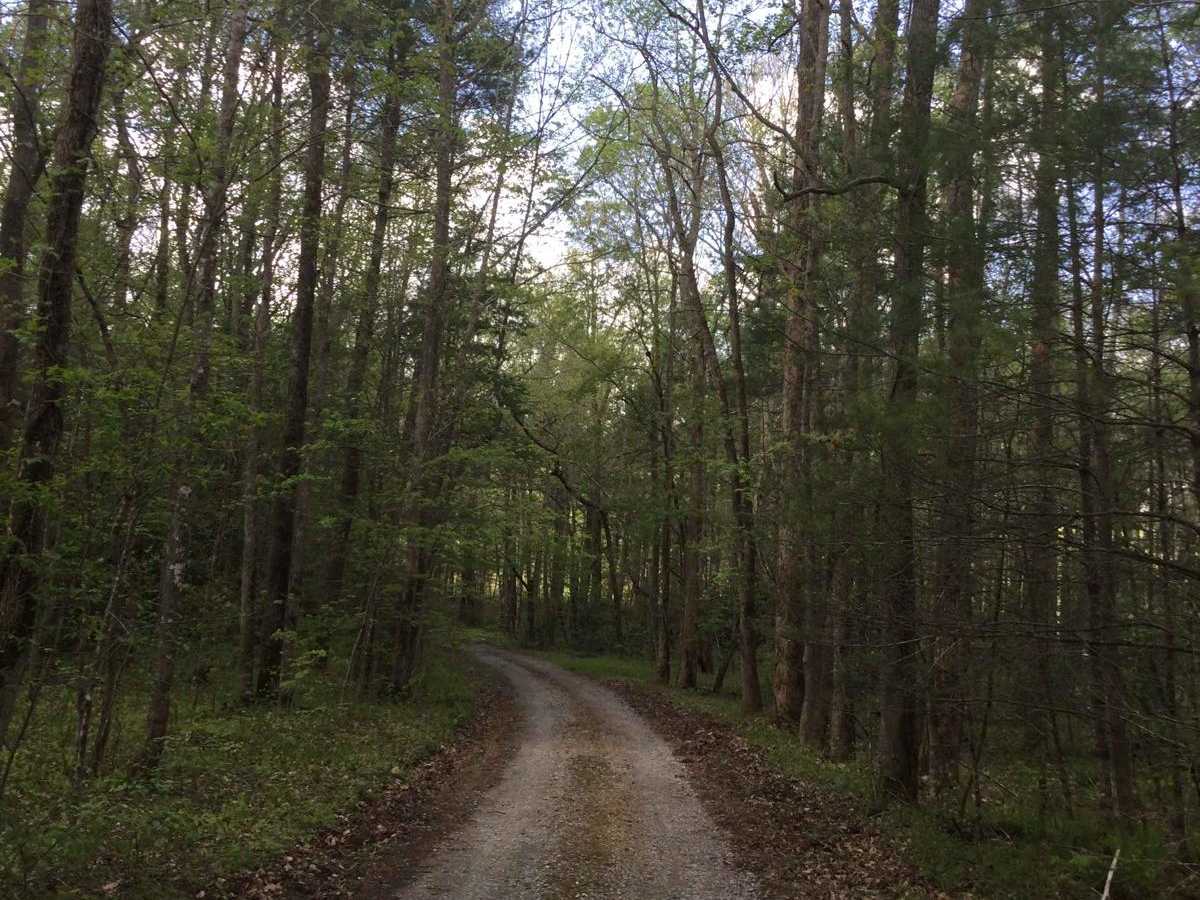 Citico Creek South photo 2