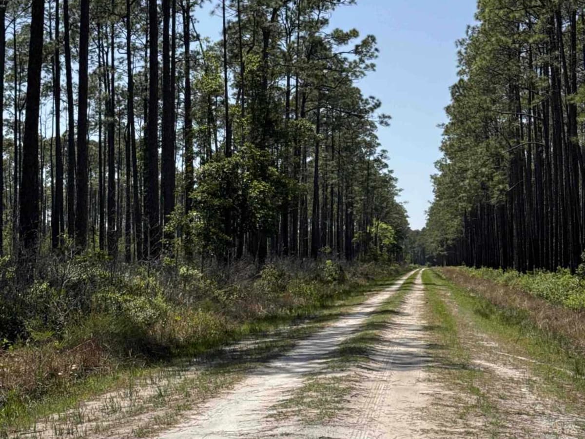 Natural Area - Osceola NF 277 photo 2