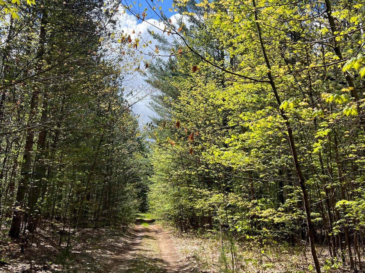 Grassy Grown Trail photo 4