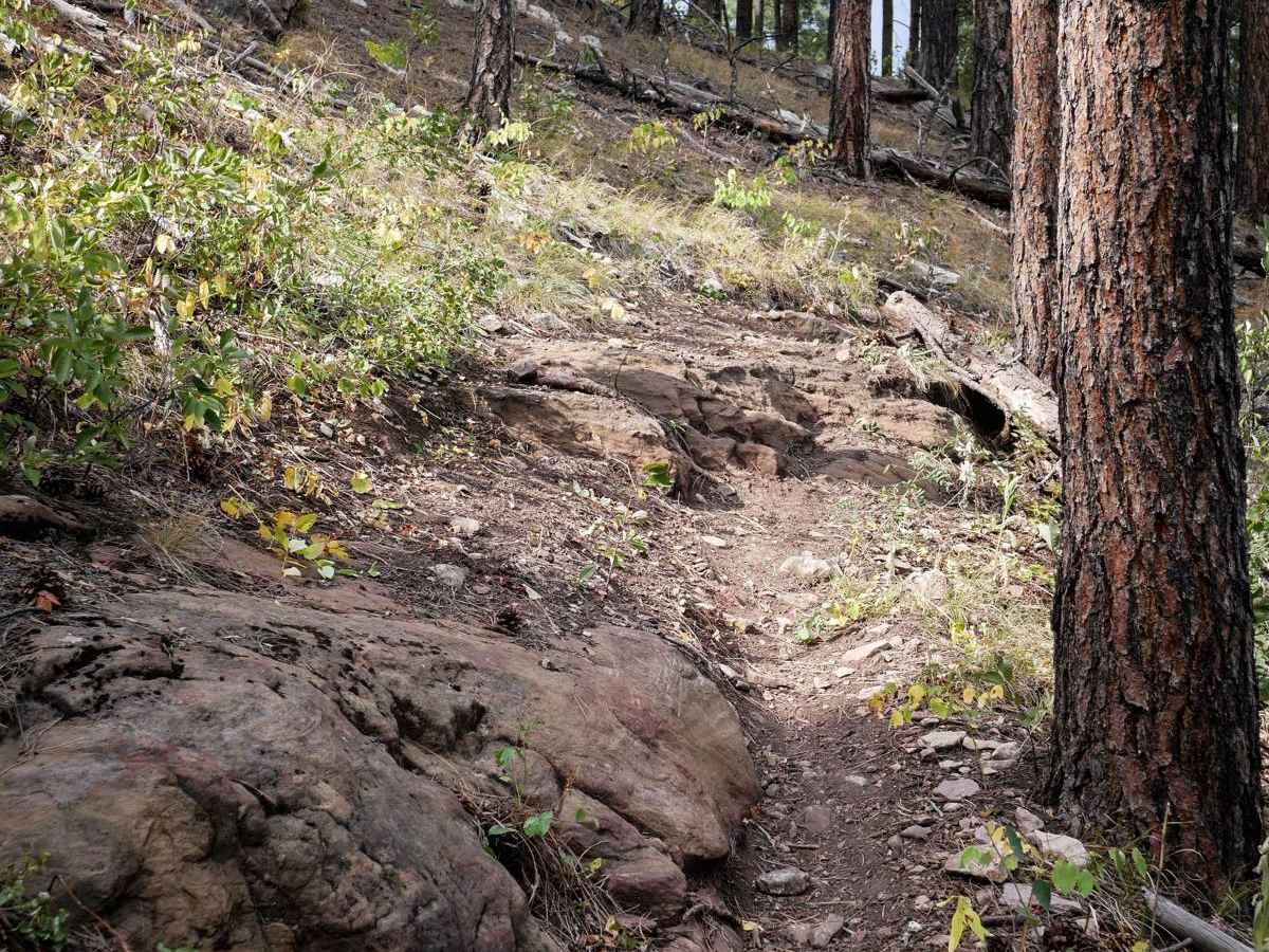 Devils Head 6660 trail photo