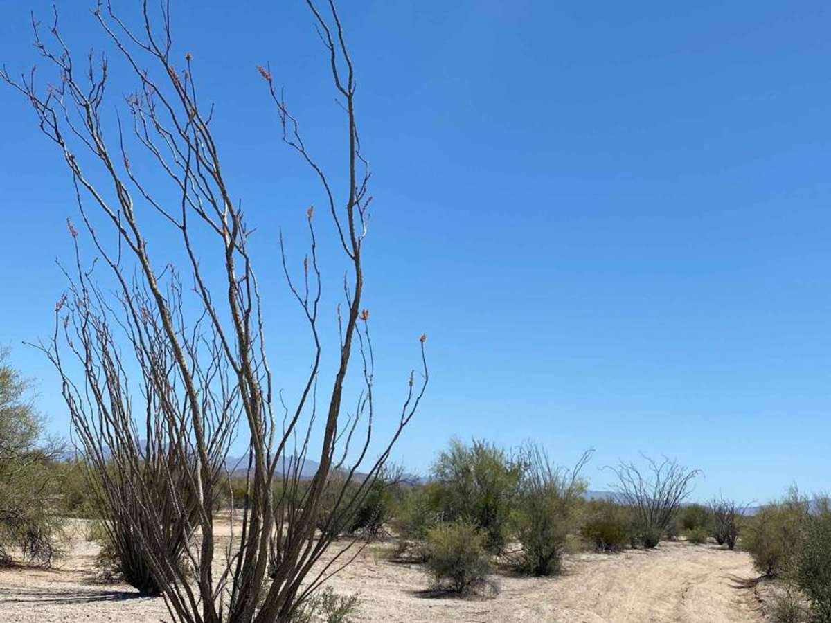 North of San Felipe trail photo