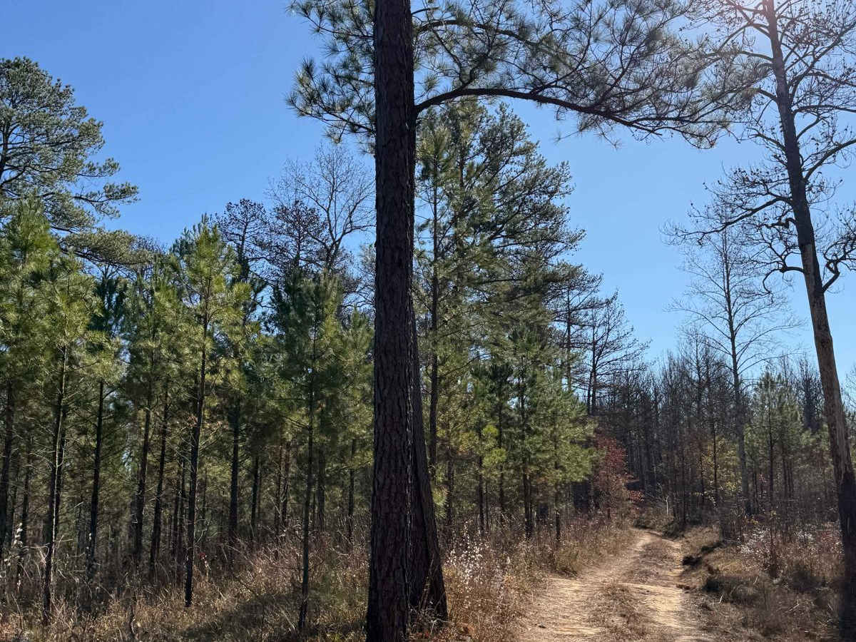 Wilbur Ford Road - FS 109A photo 5