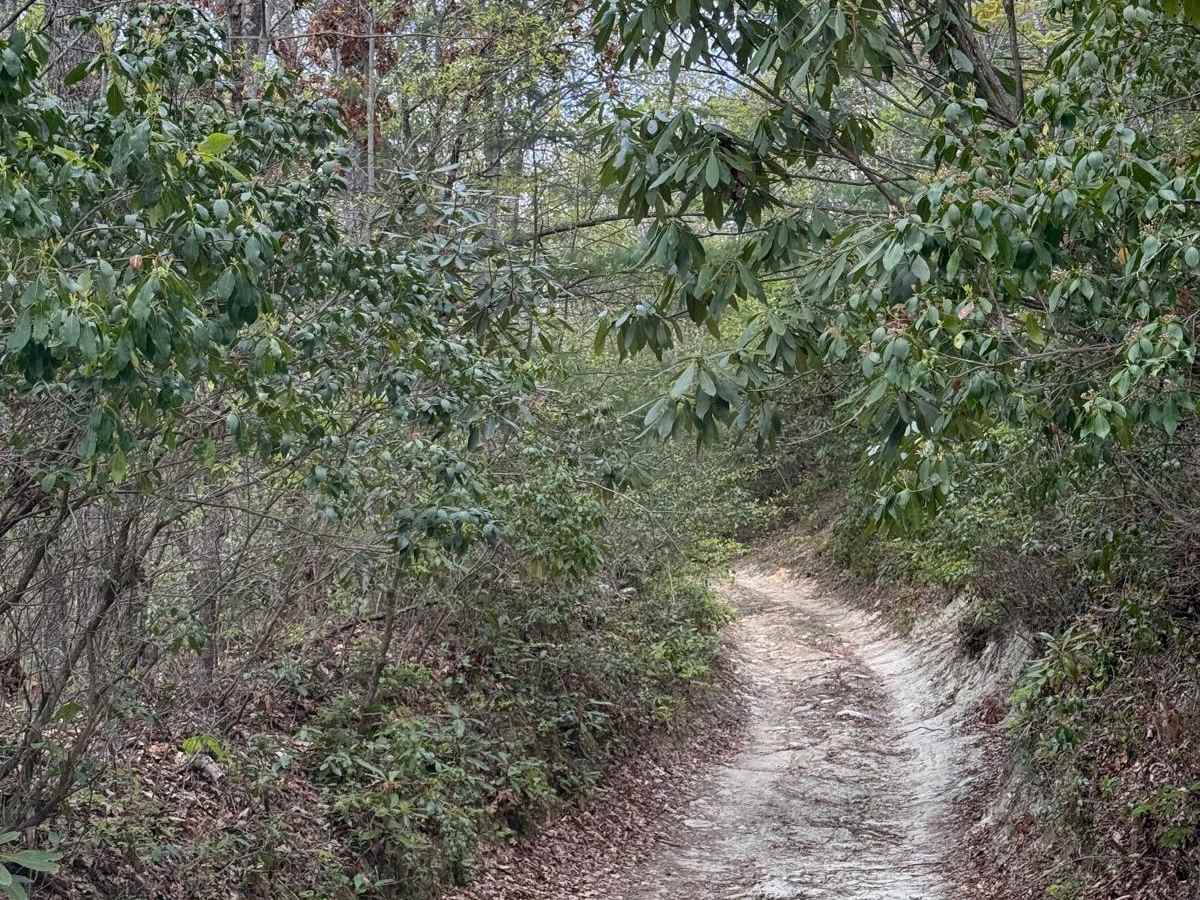 Alfred Woodie Lane photo 4