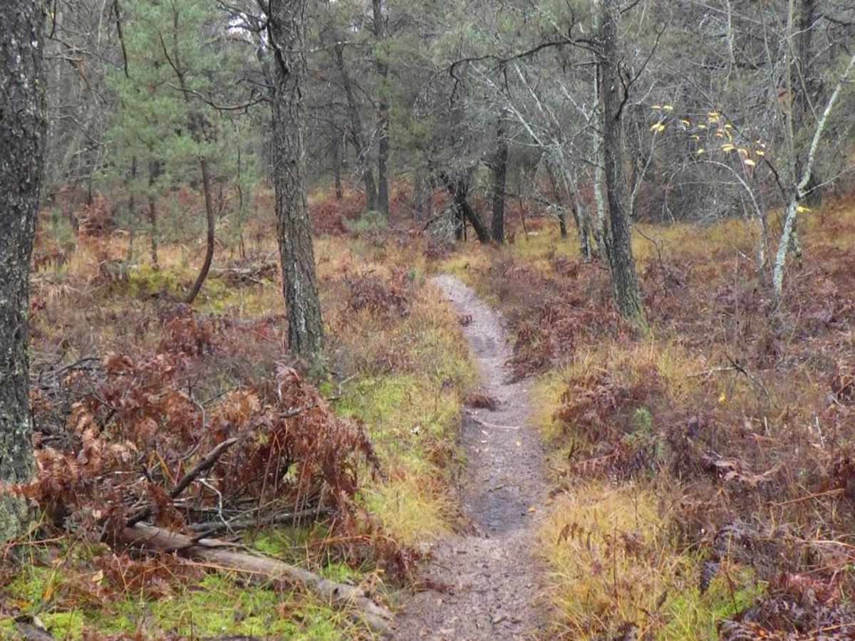 Little Manistee Cutoff 24-inch Trail photo 4