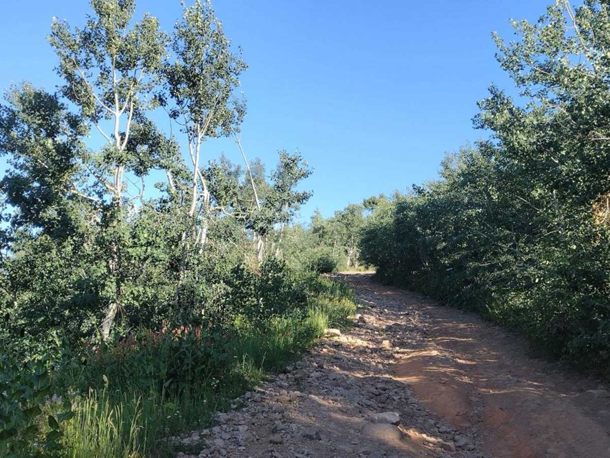 Sessions Mountain Road photo 5
